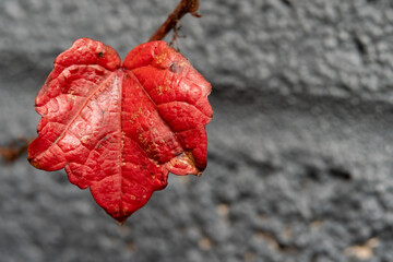 Red leaf from a vine on a blueish gray cinder block wall