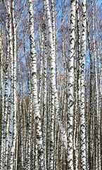 Fototapete - Trunks of slender white birches in spring sunny weather on a blue sky