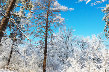 Wall Mural - Winter forest