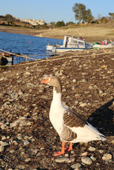 Wall Mural - Brown and White Goose standing by the Seyhan Dam in Adana,Turkey