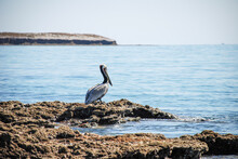 Pelicanos Parado Sobre Una Roca En Las Agua Del Golfo De California 