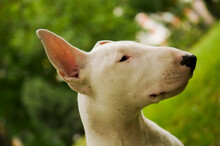 Purebred White Bull Terrier Puppy On Green Lawn. Portrait Of Young Dog Sitting On Grass. Lush Foliage In The Background