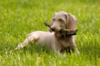 © Digihelion - Lovely purebred Weimaraner puppy biting wooden stick on green lawn. Portrait of weimar dog pet playing with wooden stick on green grass background. Copy space