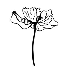 Vector sketch black and white flower. Hand drawn graphic flower on white background. 