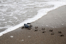 Chelonia Mydas.  Newborn Baby Black Green Sea Turtle Running On The Beach Sands In Mediterranean Sea.