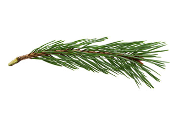 Poster - green natural pine branch isolated on white background