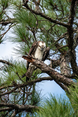 osprey perched up high on a pine tree branch, looking down
