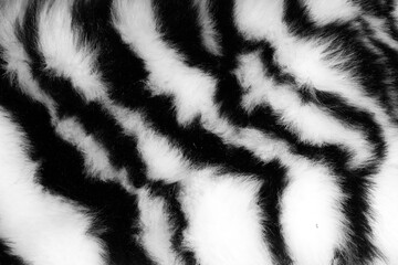 Wall Mural - fur with black white stripes. background for design