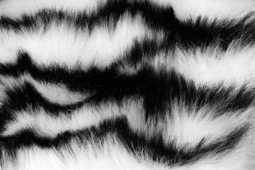 Poster - fur with black white stripes. background for design