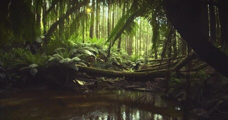 Canvas Print - californian redwood forest, otway national park, australia