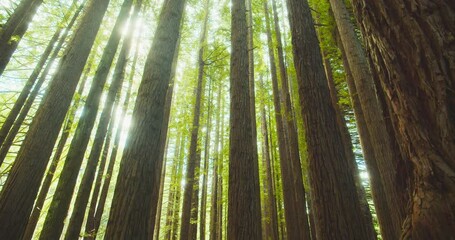 Wall Mural - Californian redwood forest, Otway National Park, Australia