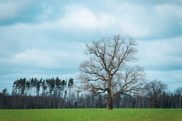 Wall Mural - lonely tree in the field green blue sky cloudy day