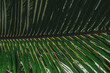 Zielone liście palmy na jasnym tle, ładne tropikalne tło.