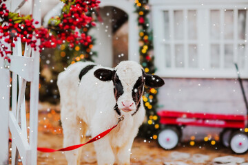 A small bull with red leash stands against the background of a Christmas house