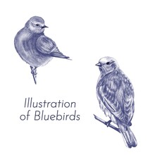 Vintage Blue Bird Set. Digital Illustration