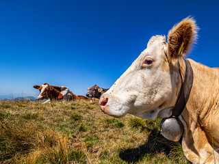 Canvas Print - Cow head close-up in an alpine countryside