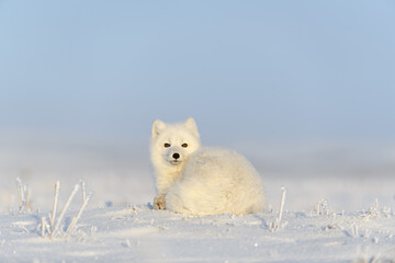 Wall Mural - Arctic fox (Vulpes Lagopus) in wilde tundra. Arctic fox lying. Sleeping in tundra.