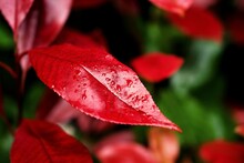 Close Up Of Red Leaves Of A Photinia Fraseri Red Robin Bush.