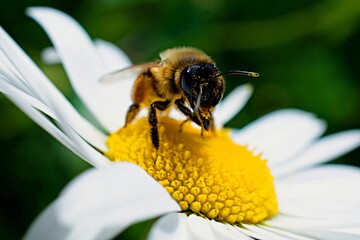 Close up, Macro of Bumble Bee on daisy flower collecting pollen.