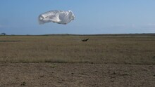 Skilled Parachutist Flies Holding White Parachute Lines And Lands Falling On Dry Grass Airfield Against Bright Clear Blue Sky