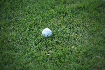 Wall Mural - golf ball on green grass