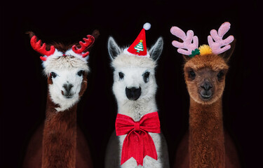 Three alpacas dressed for Christmas with festive horns and red Santa hat isolated on black background 