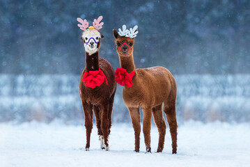 Two alpacas with Christmas horns and red festive bows outdoors in winter 