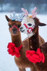 Two alpacas with Christmas horns and red festive bows in winter