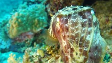 Cuttlefish Arms And Tentacles Changing Colour To Camouflage With Coral, Closeup