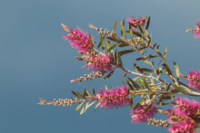 Native Australian Pink Callistemon Bottle Brush Tree