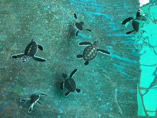 Close up view of little green turtles swimming inside a nursery at Batu Feringghi