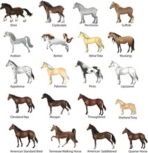 Horse Breeds Set, Various Stallion,  Animal , Gallop And Draught Horse - Vector  Illustration
