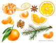 Mandarin fruit orange slice anise star walnut spruce twigs with cone watercolor illustration isolated on white