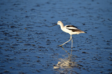 Wall Mural - American Avocet