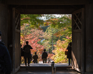Wall Mural - Autumn Japanese maple trees framed by Engakuji Temple gate and tourists in Kamakura, Japan　秋の鎌倉 円覚寺の総門と紅葉したもみじ 観光客のシルエット