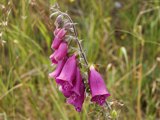 Poster - Hampe florale de digitales pourpres ou digitalis purpurea à grappes florales rose à violet