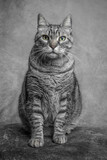 Fototapeta Konie - Regard de chat