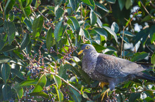 Colorful Rameron Or Olive Pigeon Perched On An Elderberry Tree And Feeding , Known As Columba Arquatrix Scientifically