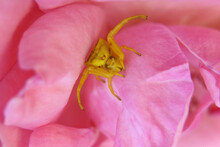 Macro Of A Pink Flower
