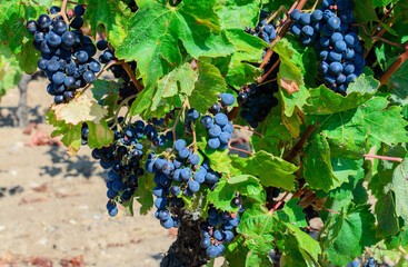 Ripe blue grapes, winery harvest,  grapevine, agriculture