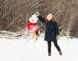 © Iulia - Australian shepherd in christmas sweater jump and play in winter forest.