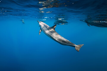 Wall Mural - Family of dolphins in ocean ocean. Dolphins in underwater