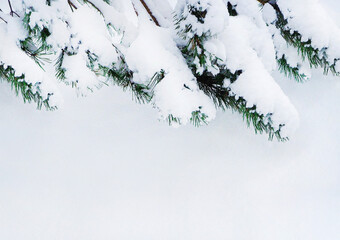 Wall Mural - Closeup of Christmas tree with snow background