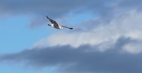 beautiful seagull in flight. Summer