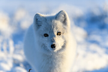 Wall Mural - arctic fox in winter time in siberian tundra close up.