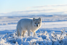 Arctic Fox In Winter Time In Siberian Tundra