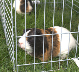 Wall Mural - Cochon dinde dans l'herbe 