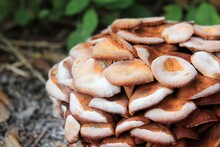 A Cluster Of Mature Armillaria Tabescens, Commonly Called Ringless Honey Mushrooms. Ringless Honey Mushrooms Are A Type Of Wild Edible Mushroom Found In North America.