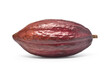 Fresh Dark red cocoa fruit isolated on white background. Clipping path