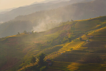 Wall Mural - Green Rice fields on terraced in Mu cang chai, Vietnam Rice field